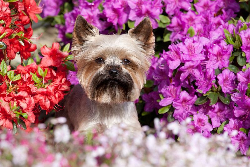 are azalea plants poisonous to cats and dogs