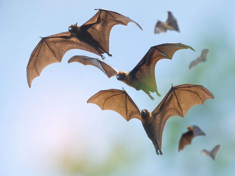 Bats flying on blue sky.