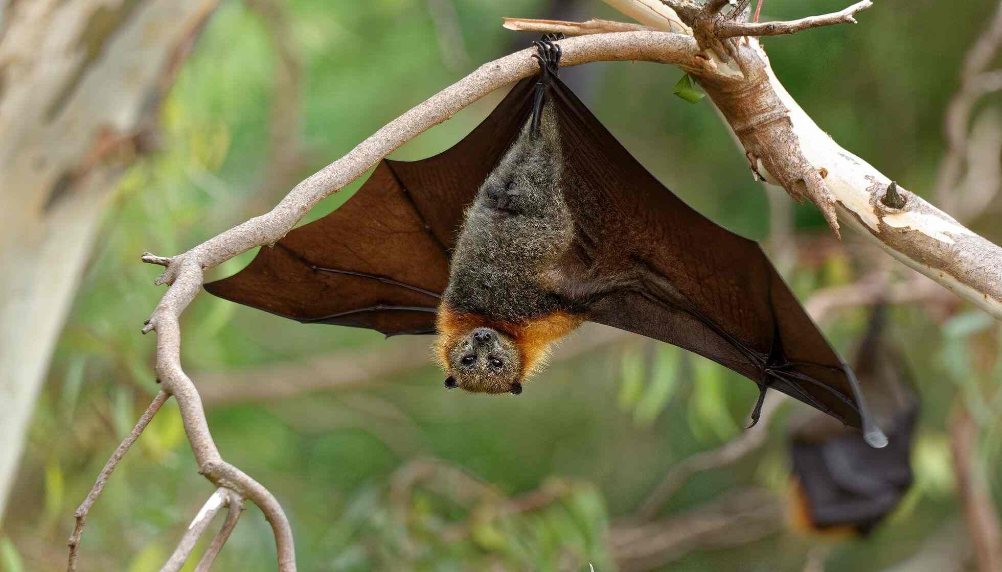 Are Bats Birds? Fang-tastic Facts You Simply Can't 'Bat' Away | Kidadl