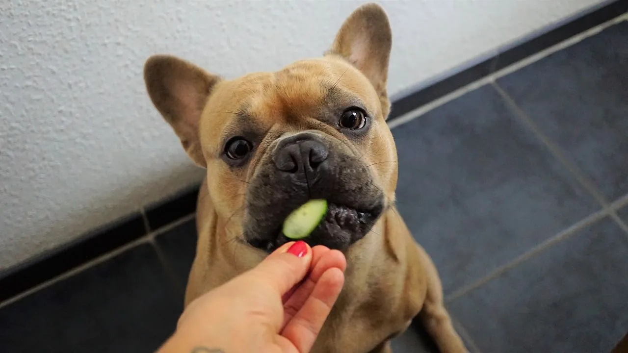 Cucumbers are low-calorie snacks and are perfectly safe for your dogs when diced into small pieces.