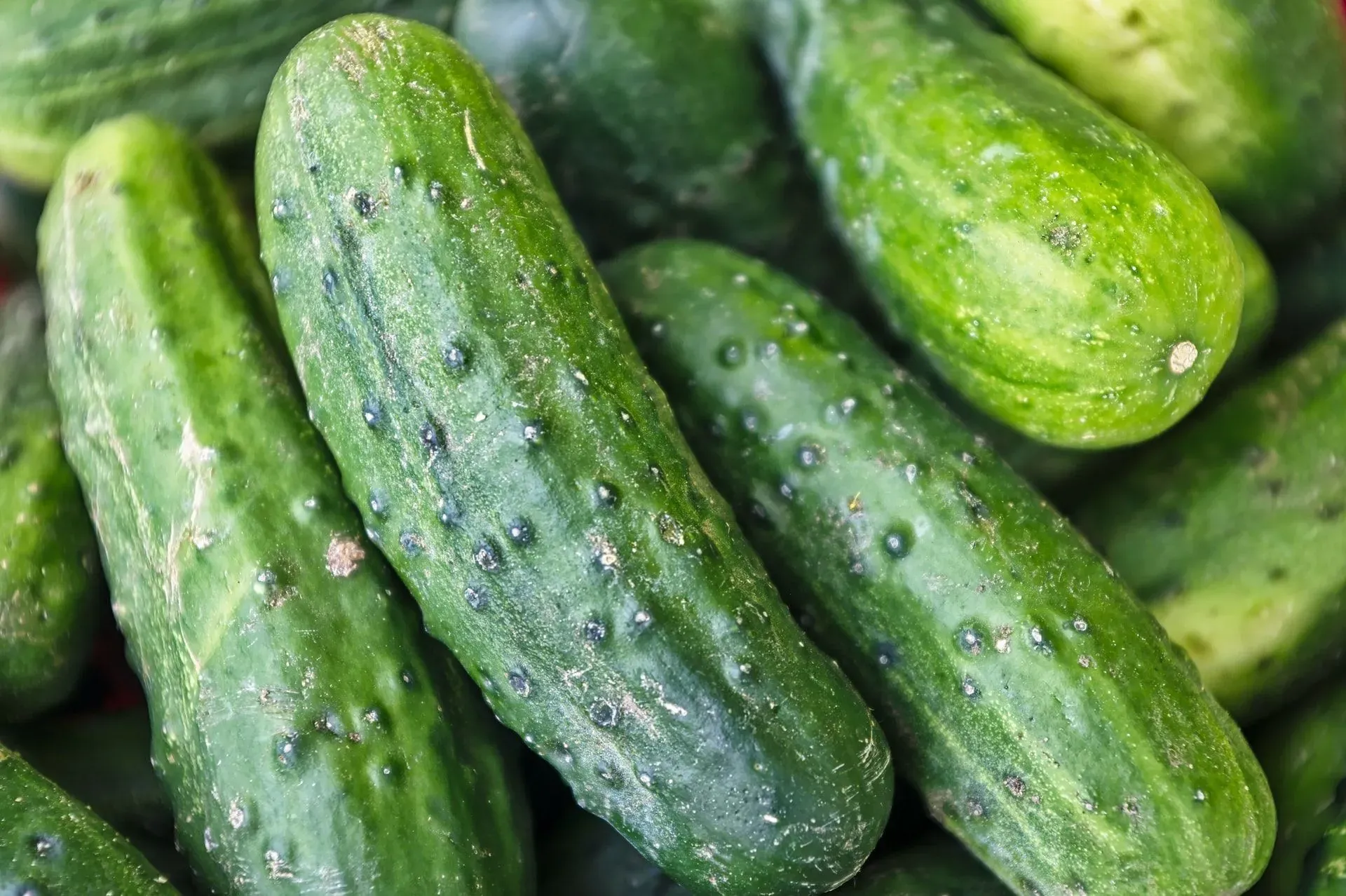 Are cucumbers fruit or just another vegetable?