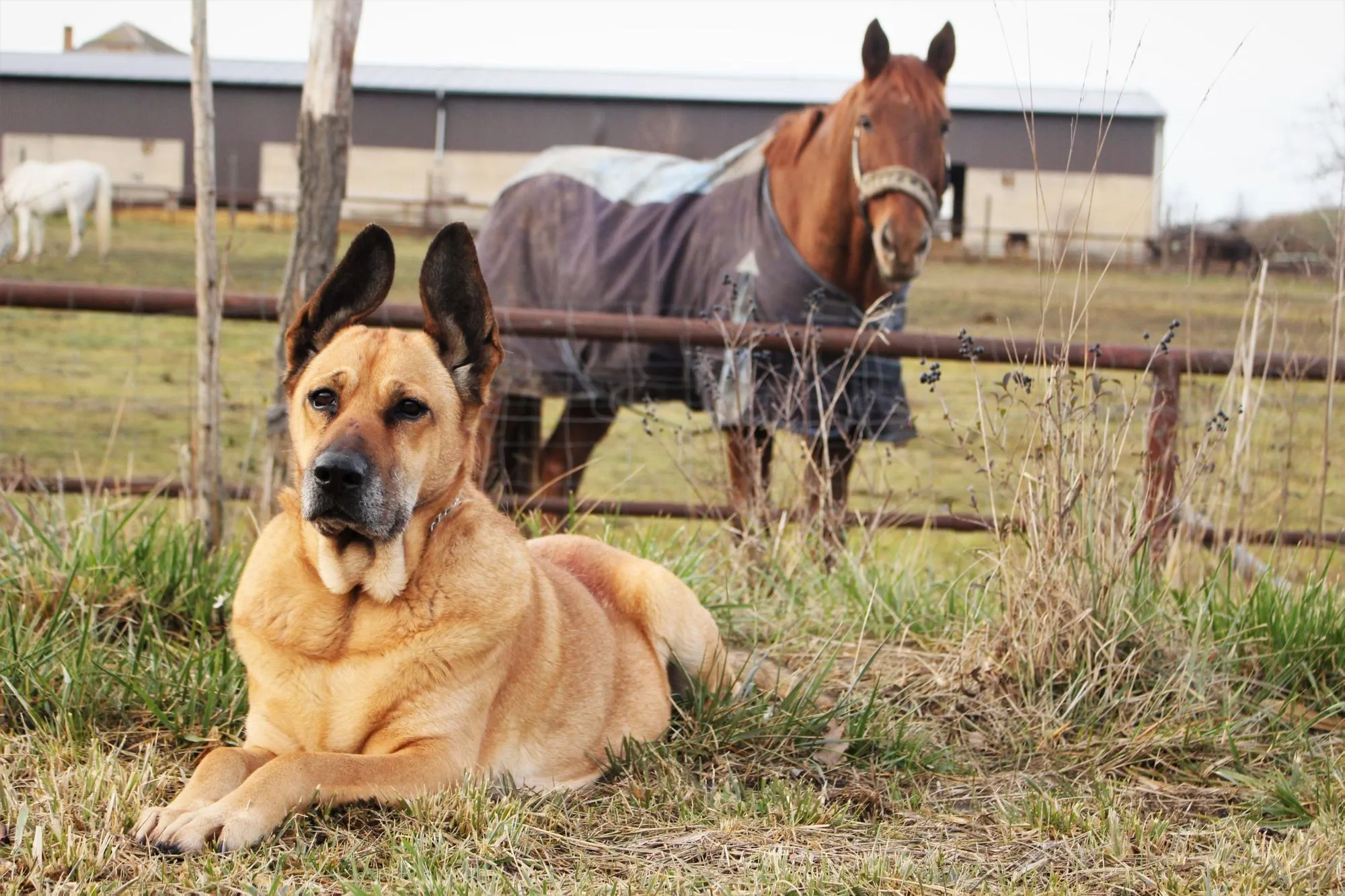 are dogs smarter than horses