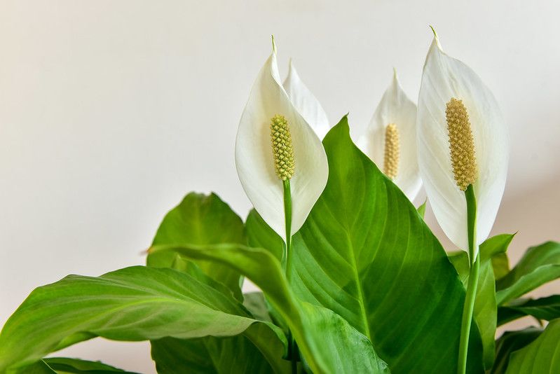 are peace lilies toxic to cats and dogs