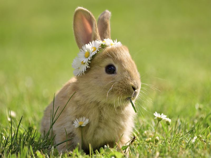 Are Rabbits Herbivores? Complete List Of Foods That They Eat | Kidadl