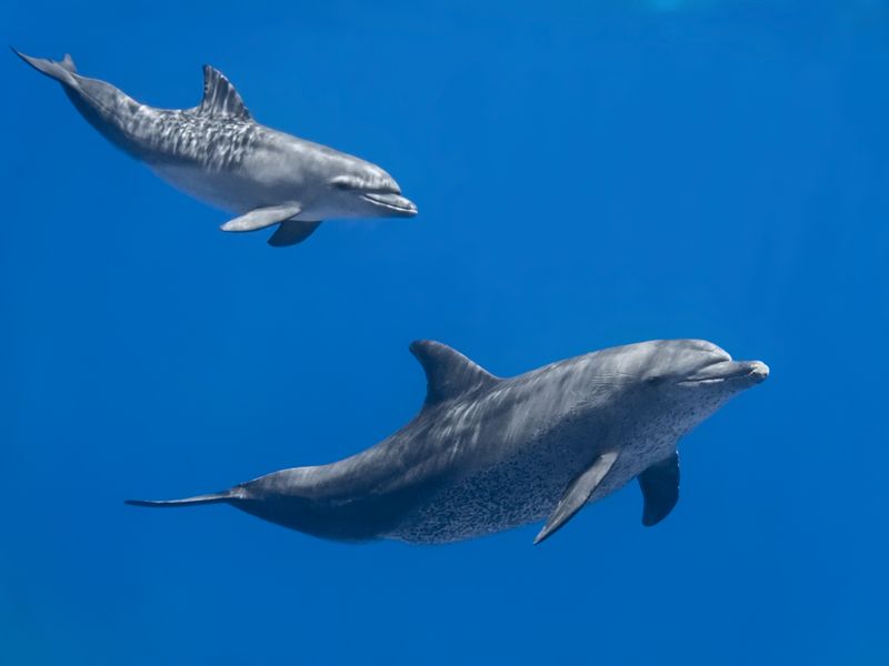 Dolphins family swimming in water.