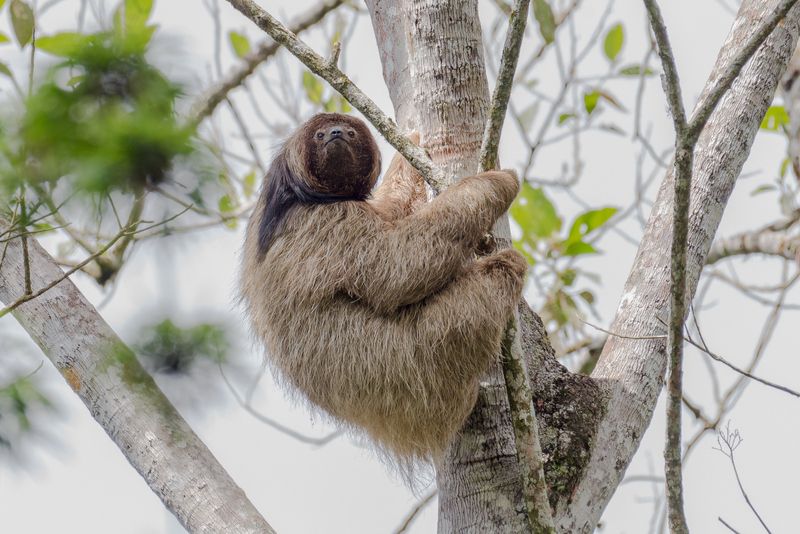 Maned sloth on the tree.