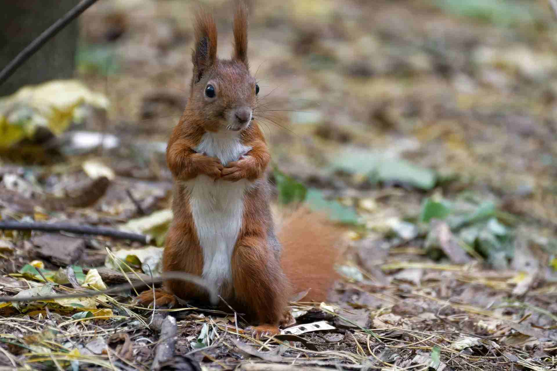 Do Squirrels Carry Rabies? All You Need To Know To Stay Safe Kidadl