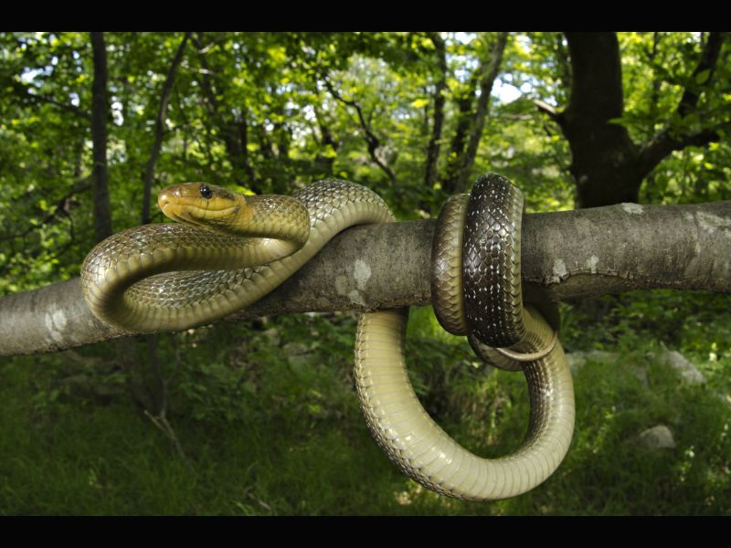 Are There Snakes In Ireland Sssurprising Facts You Might Not Know Kidadl   Are There Snakes In Ireland 2 5a118e379f 