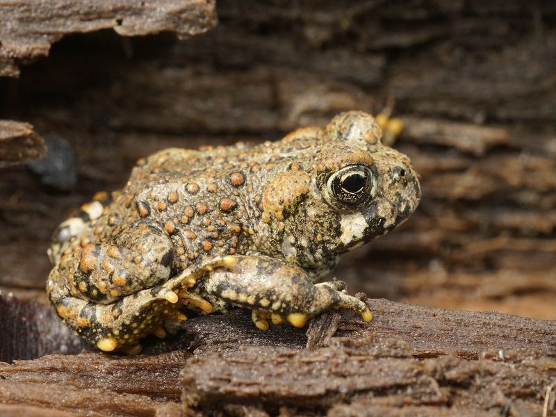 Brassy colored juvenile Western toad.