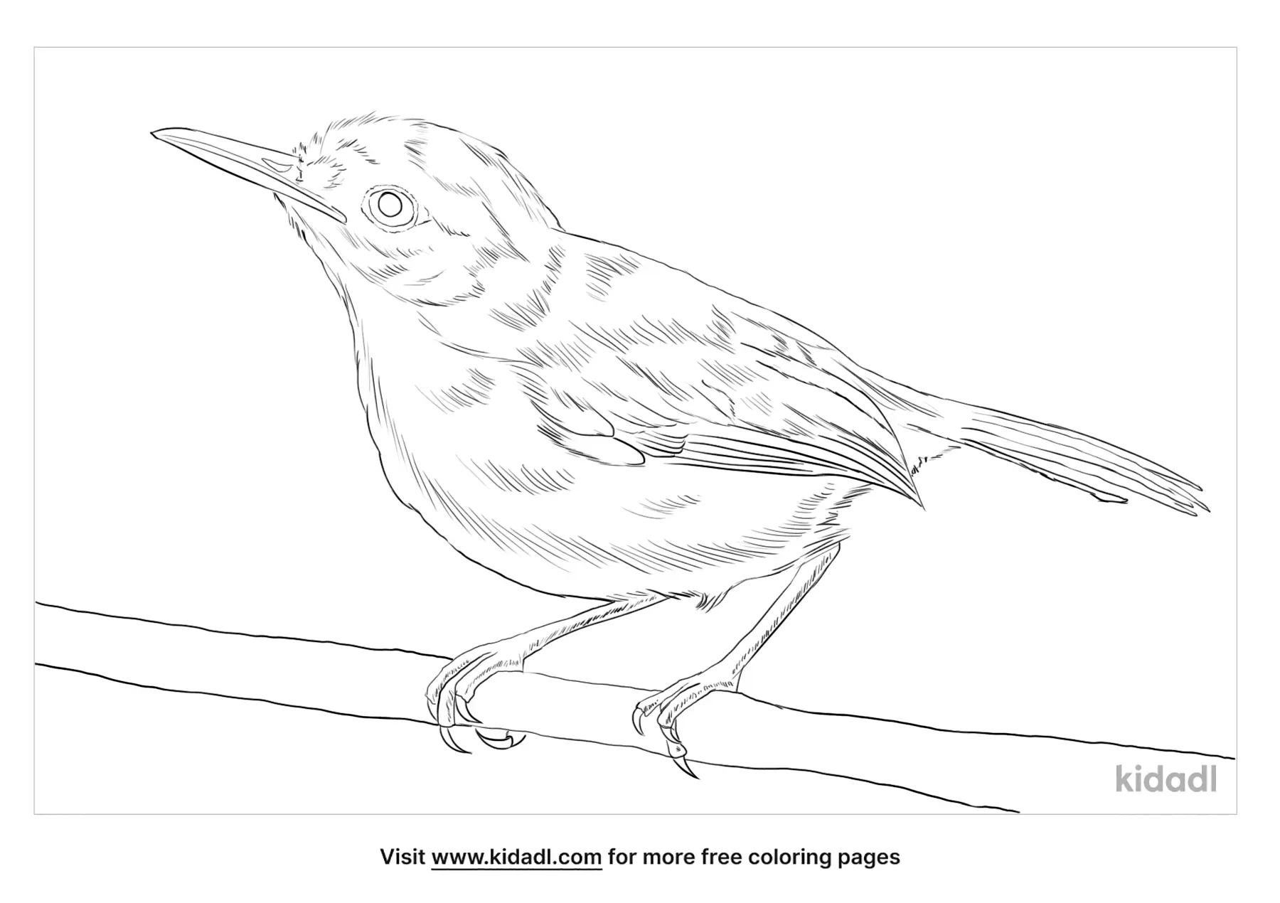 Olive Sparrow Coloring Page | Free Birds Coloring Page | Kidadl