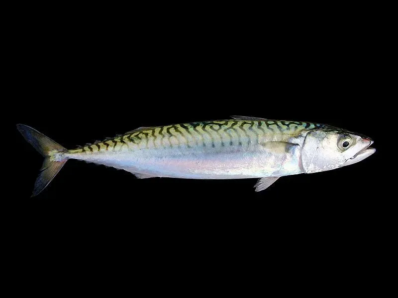 Altantic mackerel can be also found in the western Atlantic.