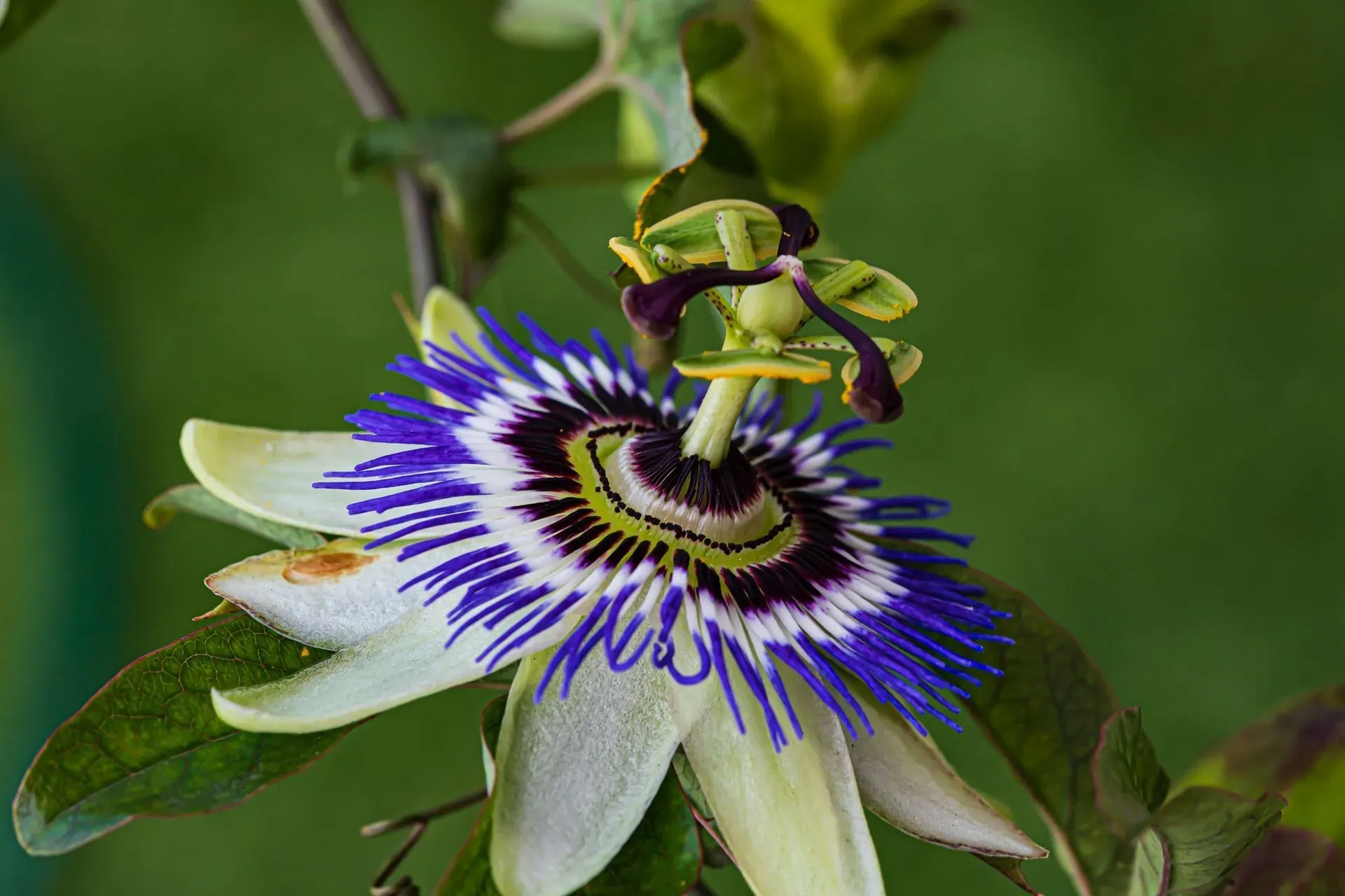 42 Facts About Flowers In The Amazon Rainforest That You Ll Adore