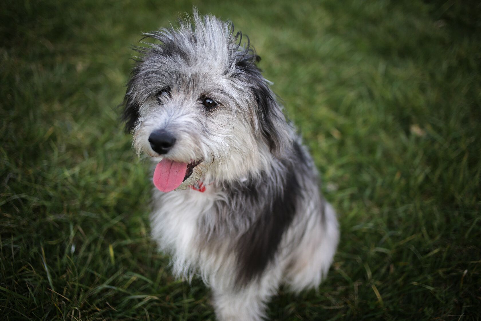 do aussiedoodles make good pets