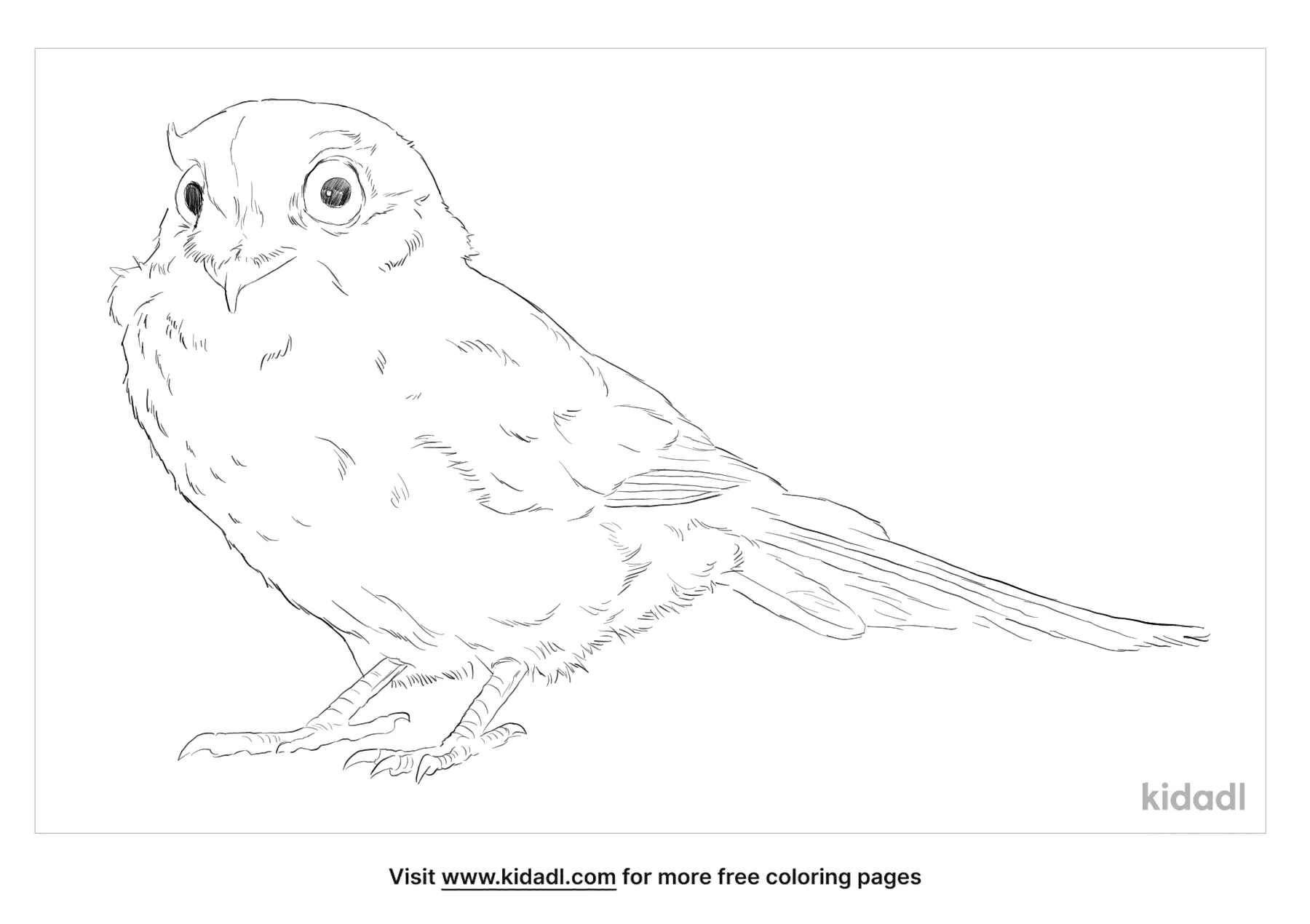 Australian Owlet-Nightjar Coloring Page