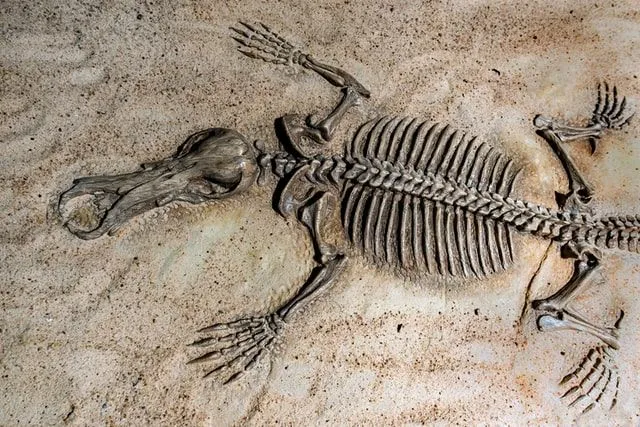 In this article, we'll take a look at some of the most important Australian Fossil Mammal Sites facts and what makes them so special!