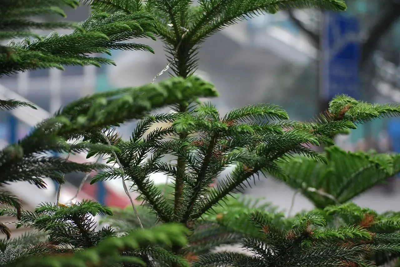Read on to know more about Norfolk pine tree facts and their evergreen leaves