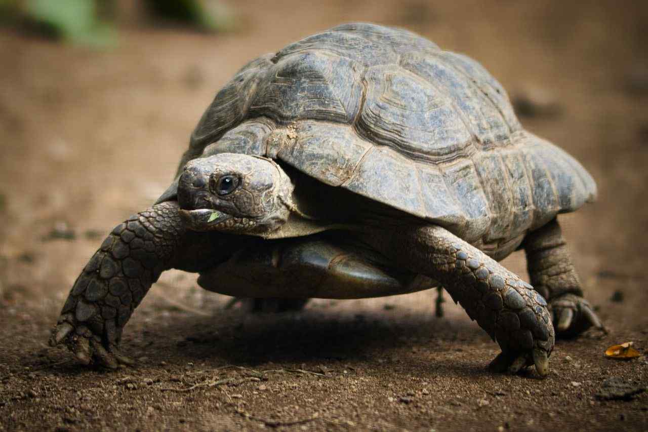71 Cute Tortoise Names For Your Pet That You'll Love | Kidadl