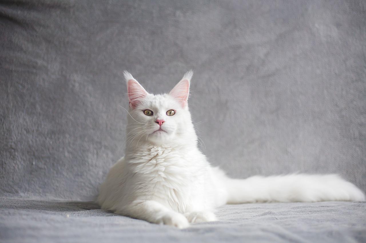 Indian names will certainly sound good on your white cat.