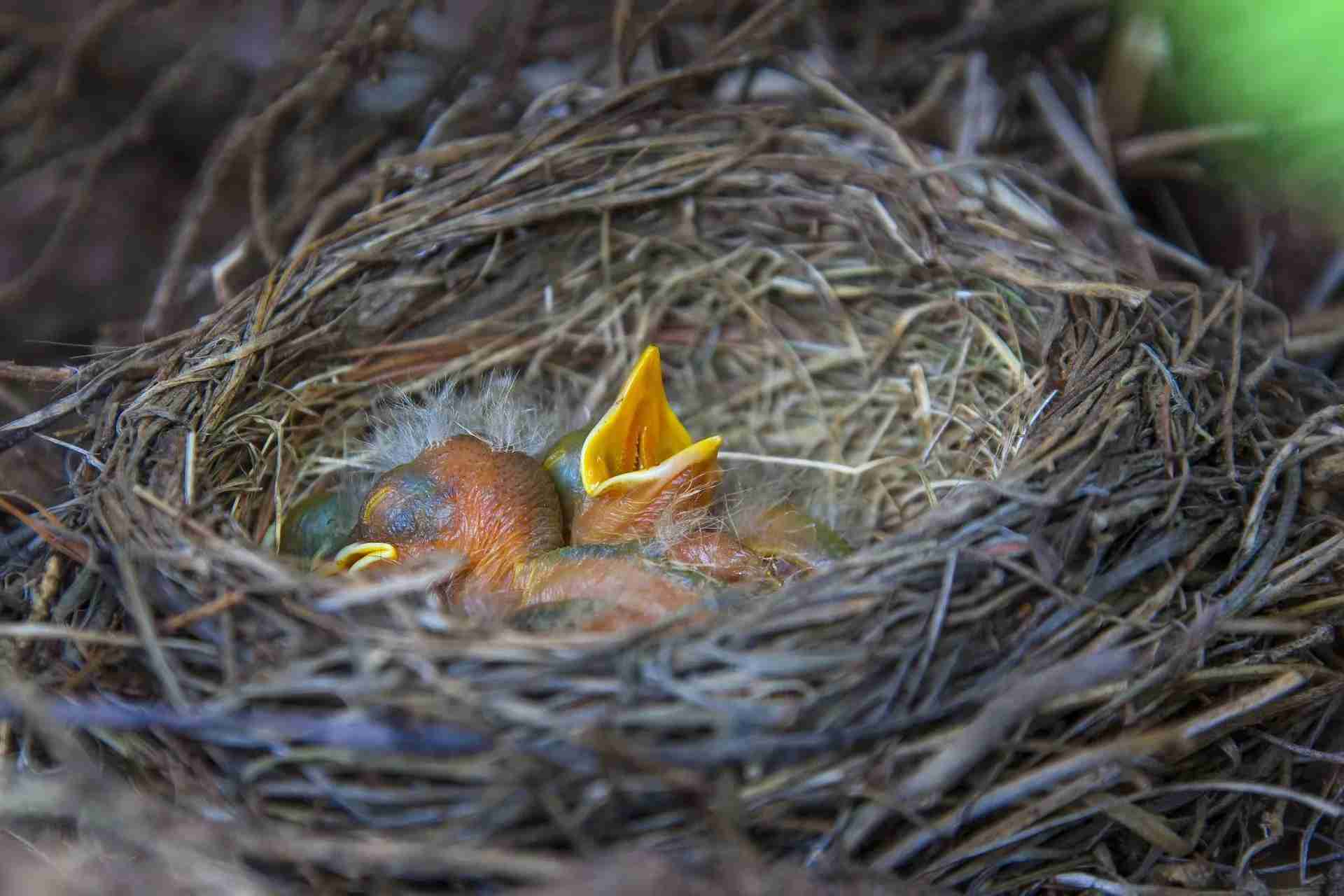 Answering bird. Птицы Крыма гнезда. Песчанка птица птенец. Hatchling in a Nest. Birds are building a Nest.