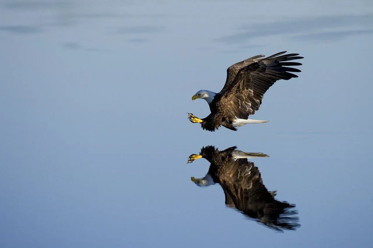 Bald eagle vs golden eagle, many differences exist between the two, including their head, tail, and feathers.