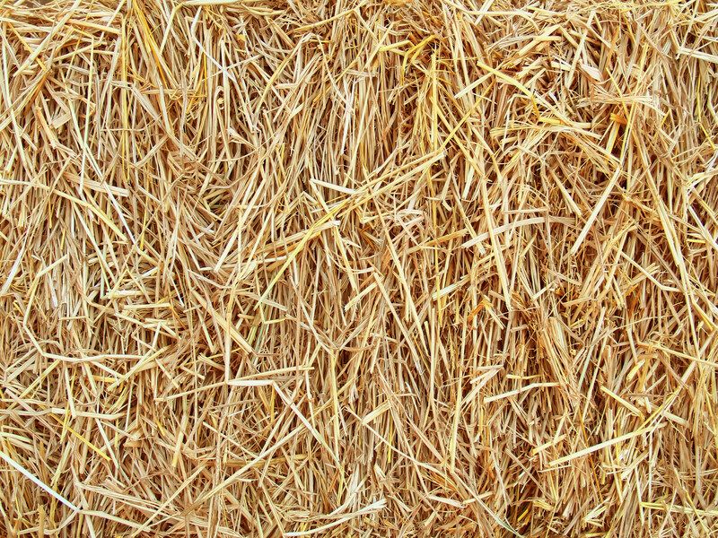 the DIFFERENCES between straw and hay 