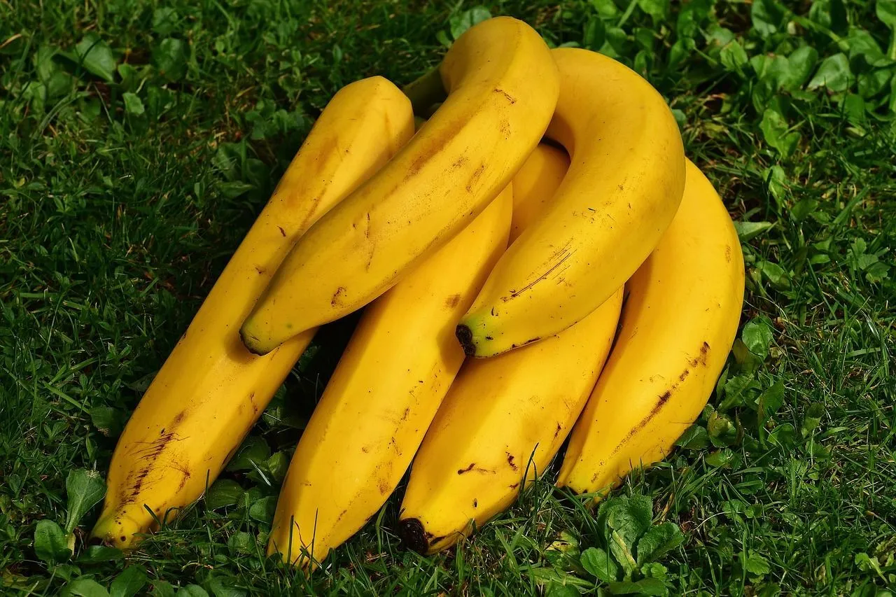 Discover interesting Banana Lovers Day facts.