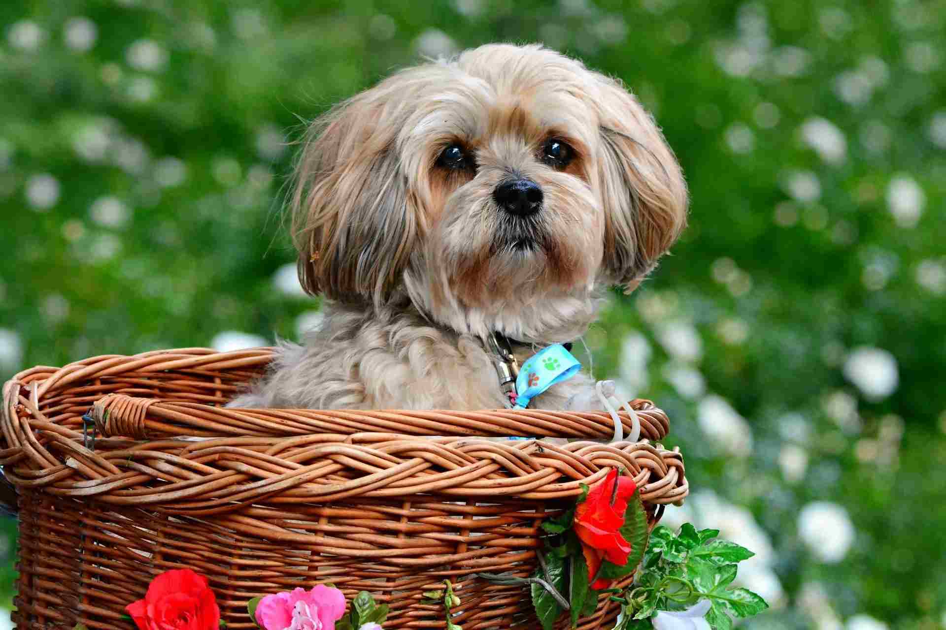 Everything You've Wanted To Know About The Lhasa Apso Temperament. | Kidadl