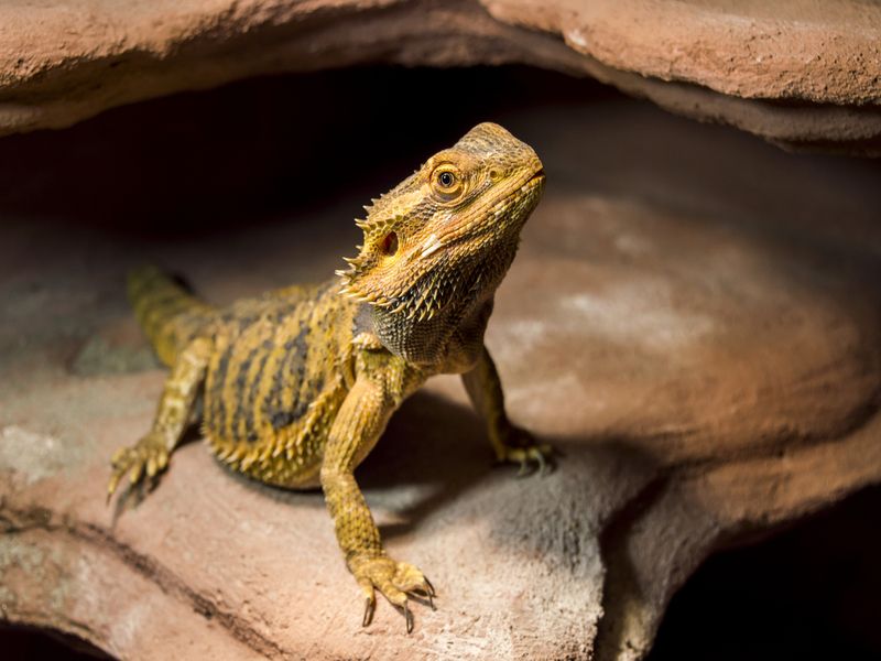Bearded dragon in a cave.