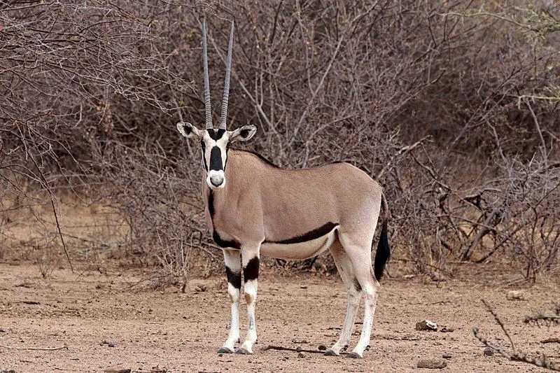 The Beisa oryx a beautiful creature with horns