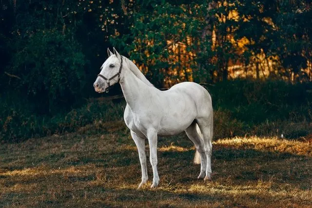 White horses are rare, so people prefer unique names to name them.