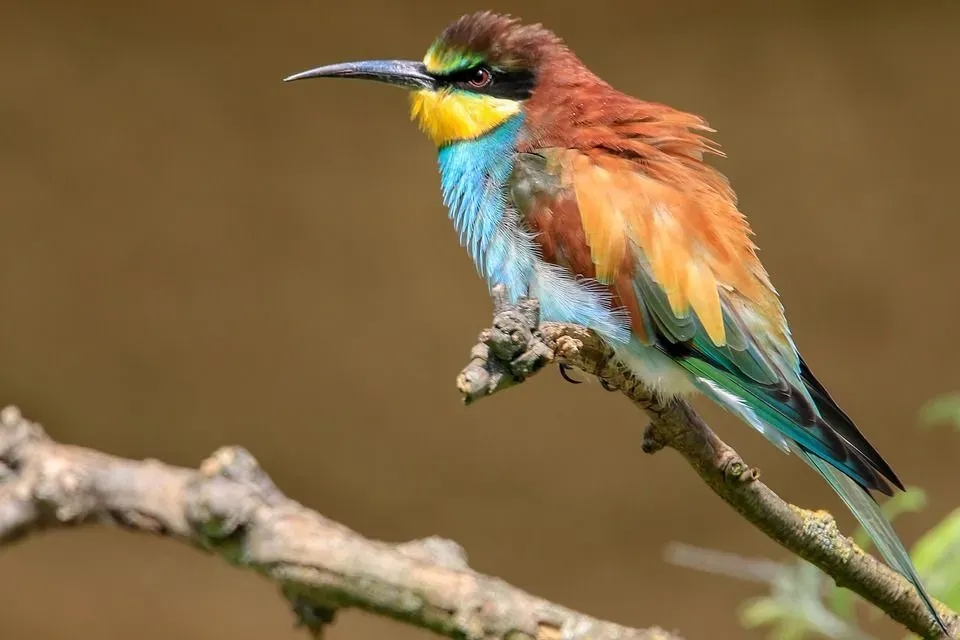 Did you know about the bee-eater birds?