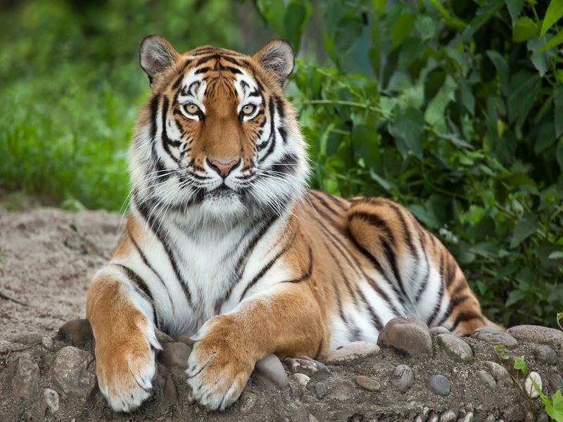 Siberian tiger in nature.