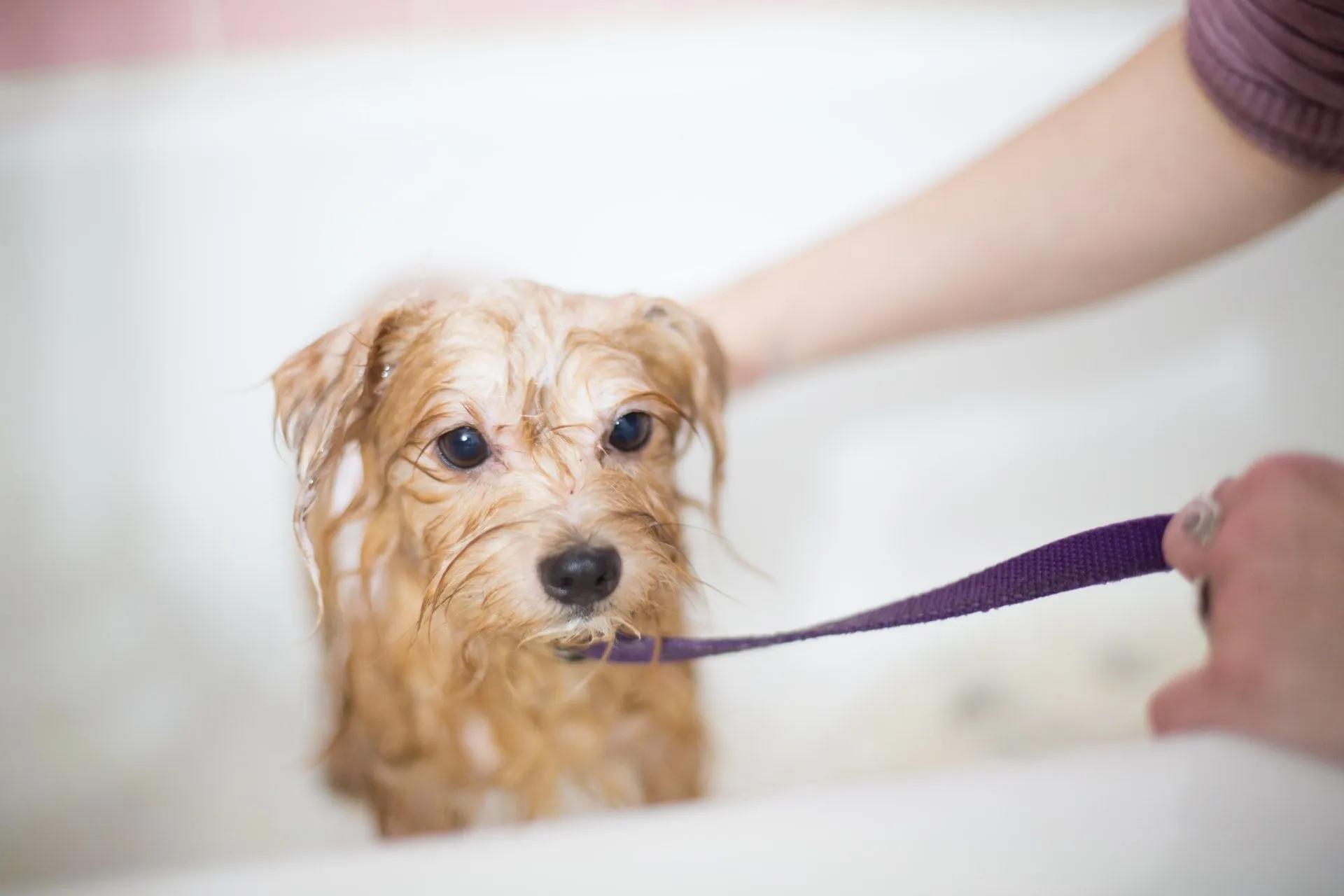 do dogs like getting baths