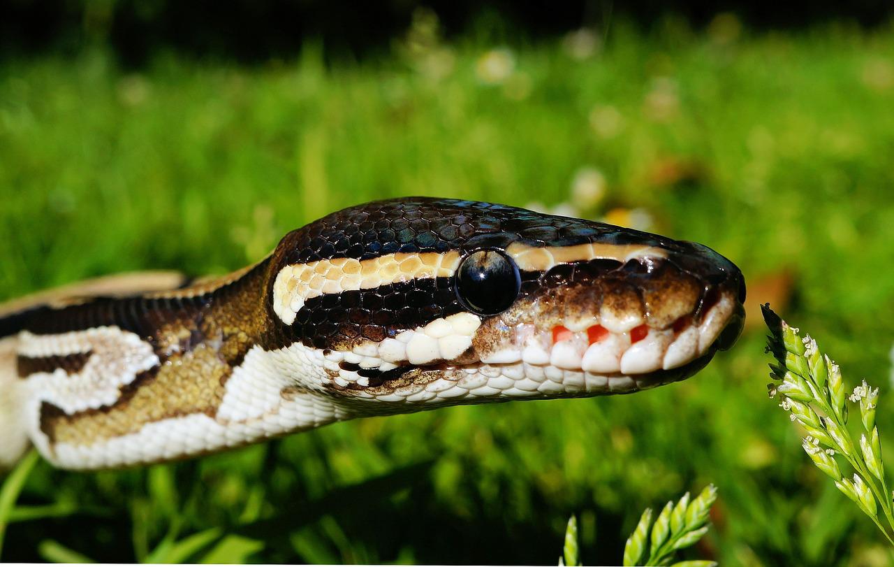 Snake name ideas are derived from the appearance and personality of the snakes.