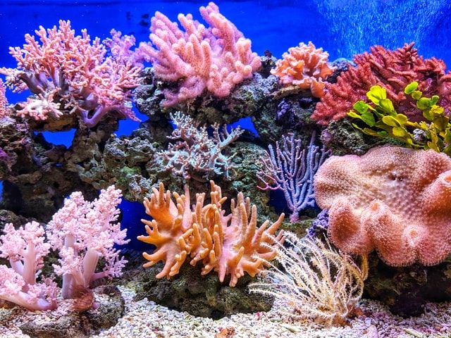 Star coral has a height range of up to 4 ft (1.2 m)
