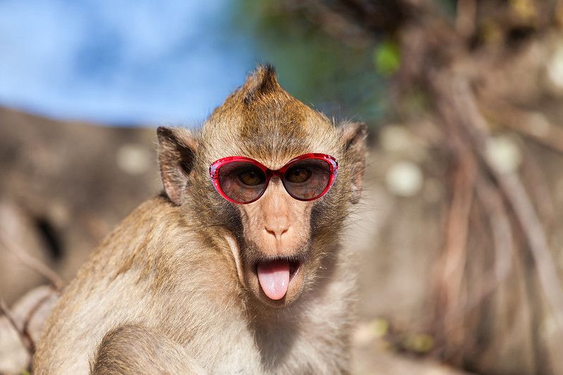 Funny rhesus monkey with tongue sticking out and sunglasses