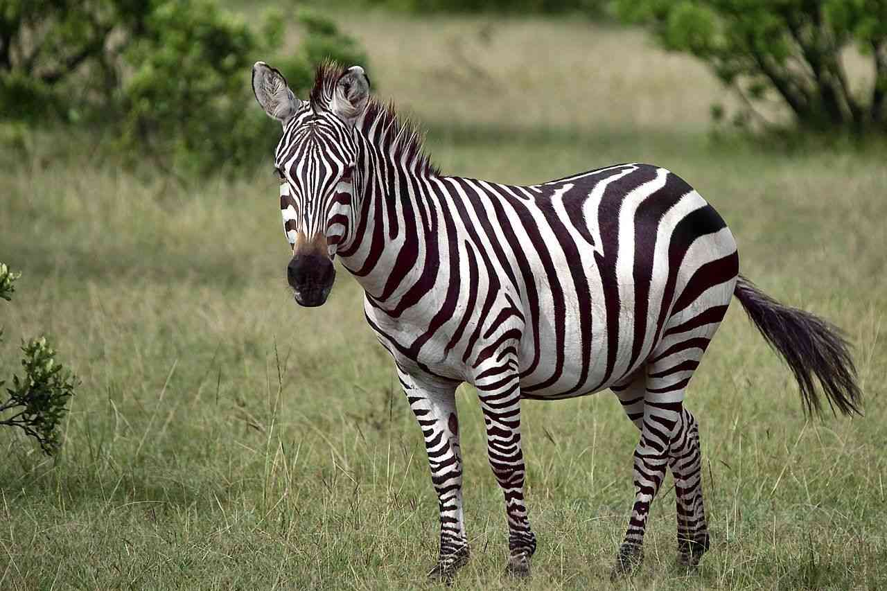 65-zesty-zebra-names-that-you-haven-t-heard-before-kidadl