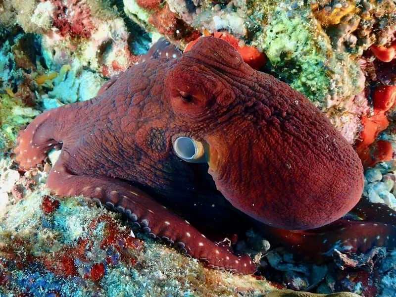 Interesting Big Head Day Octopus Fun Facts