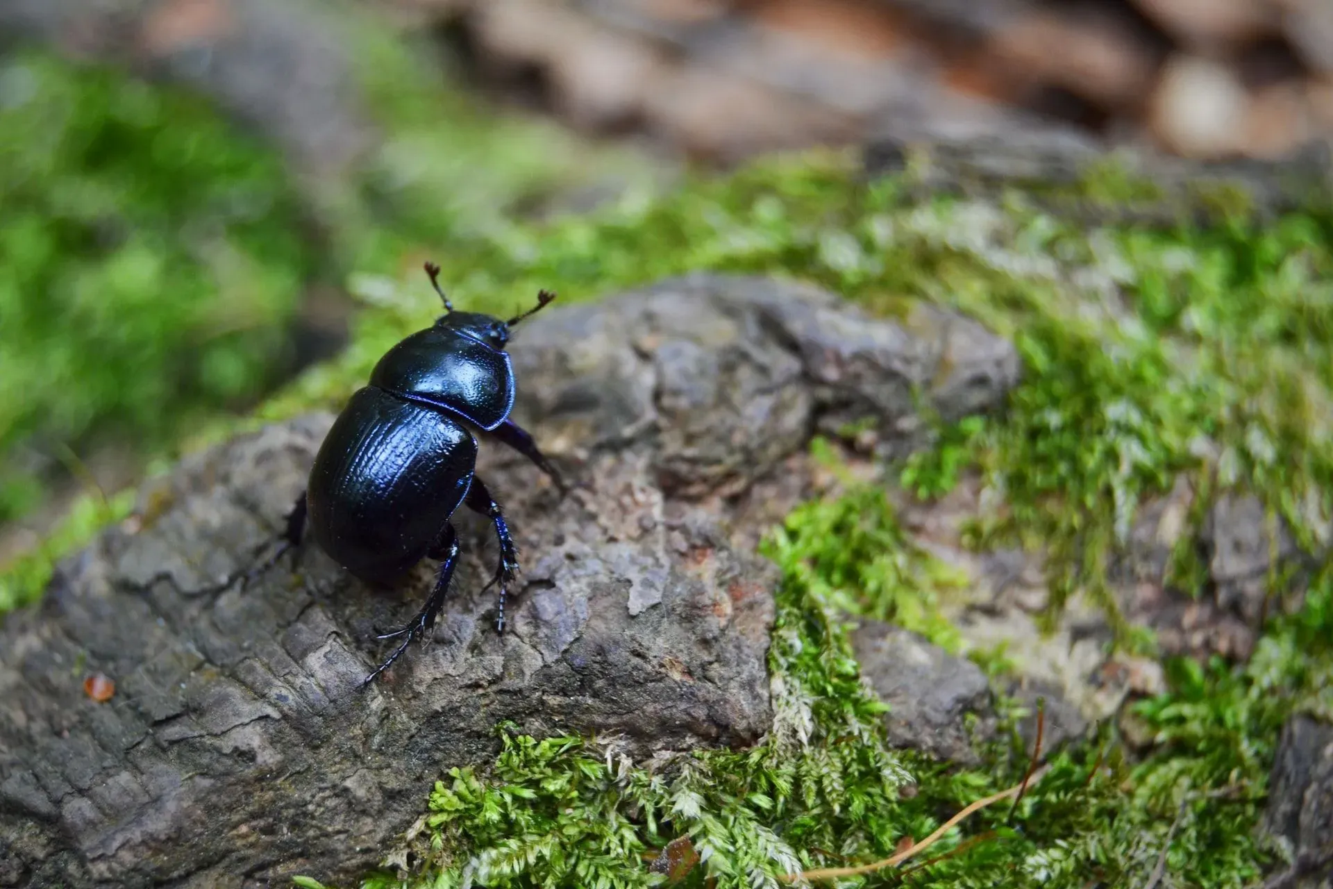 Amazing facts on the biggest beetle bugs.