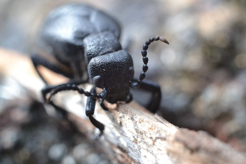 American oil beetle.