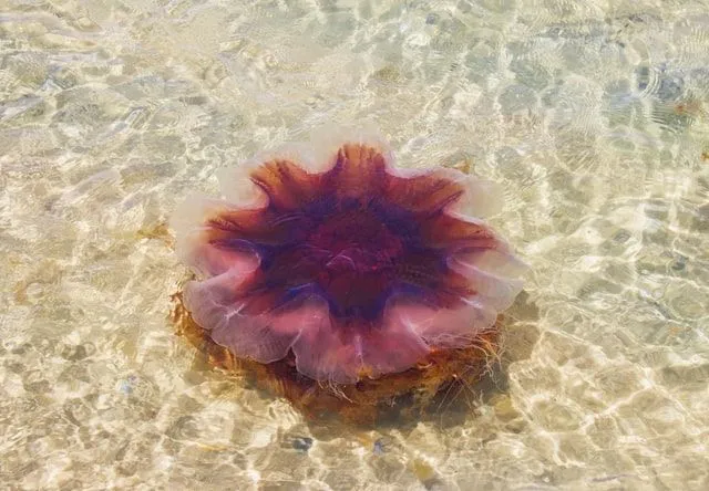 The lion's mane jellyfish is a creature that can be found in the Pacific Ocean.