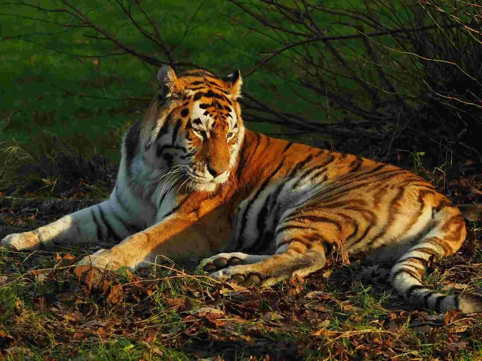 The Siberian tiger is the biggest tiger.
