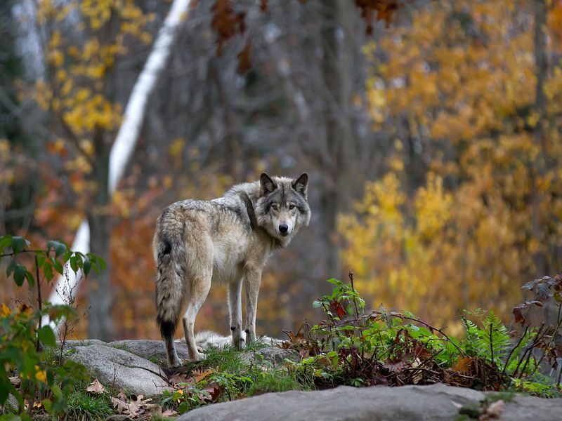 A Timber Grey Wolf standing on a rocky.