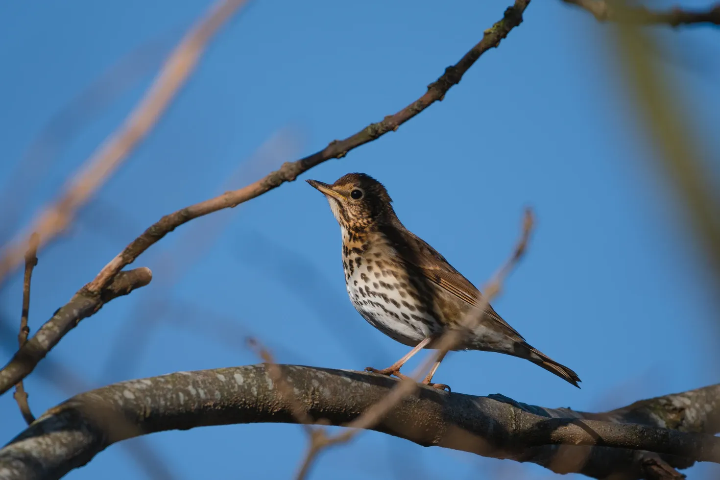Song Thrush is one of the most popular bird species in North America.