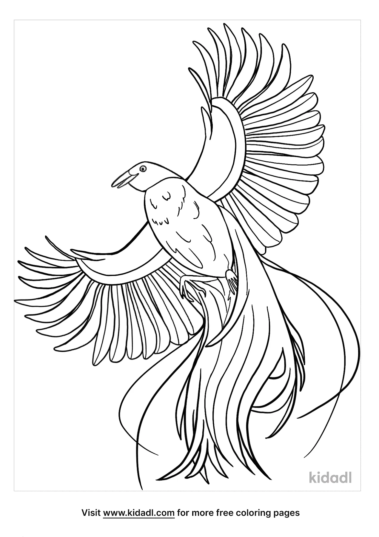 Bird Of Paradise Coloring Pages   Free Birds Coloring Pages   Kidadl
