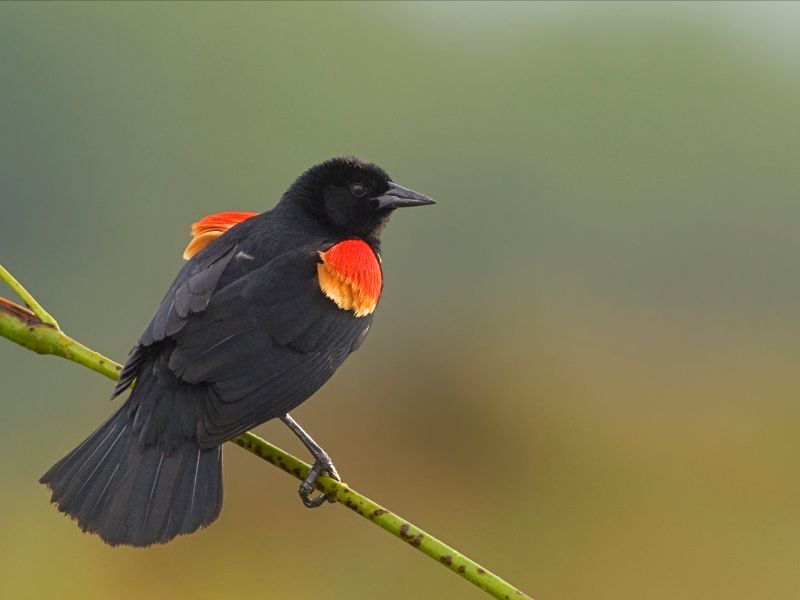 Male Red-winged Blackbird perched on a branch.