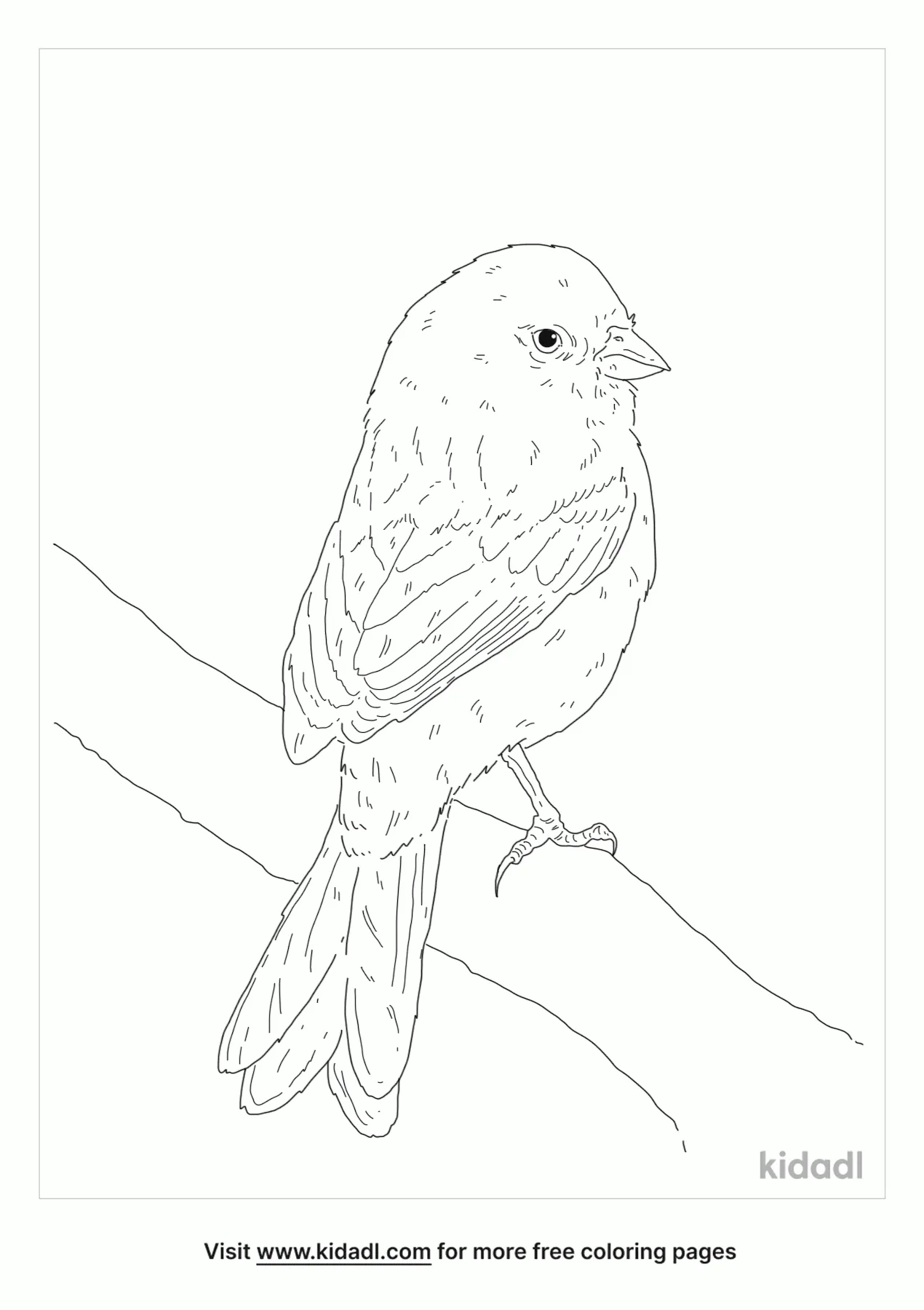 Black Chinned Sparrow Coloring Page
