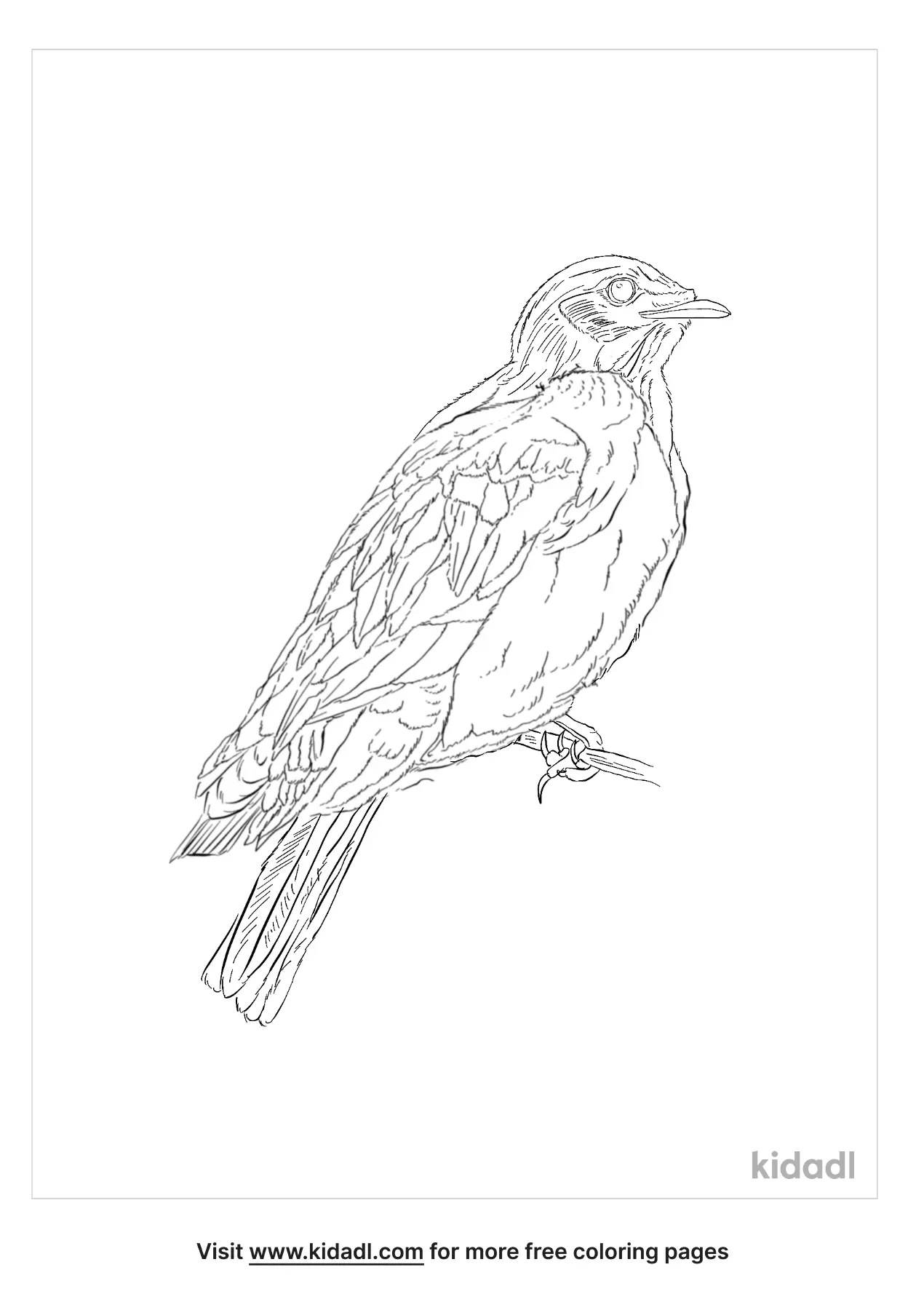 Great Bustard Coloring Page | Free Birds Coloring Page | Kidadl