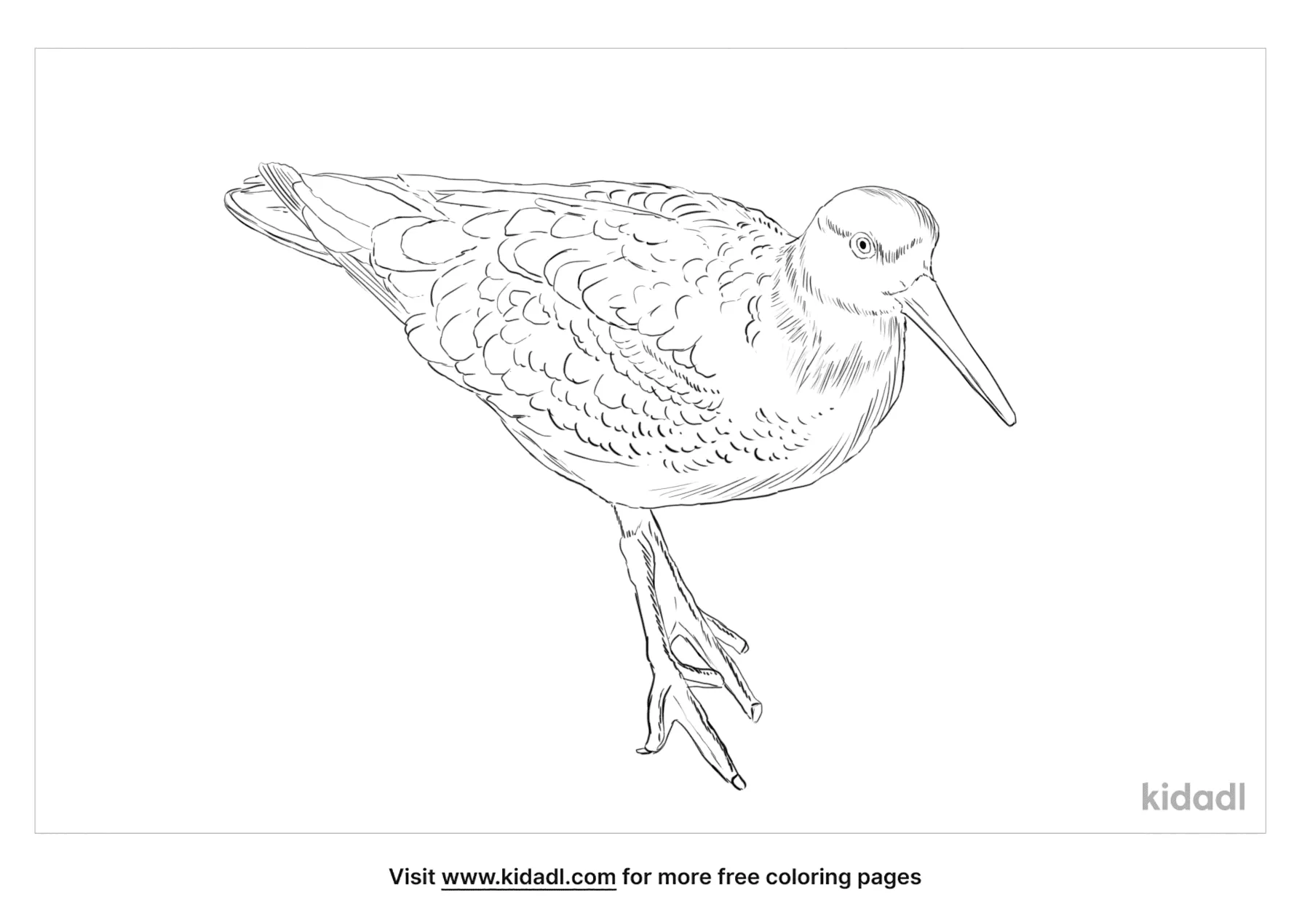 Black Oystercatcher Coloring Page