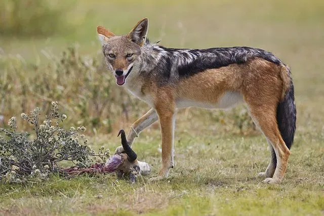 Black-backed jackals are a nuisance to livestock.